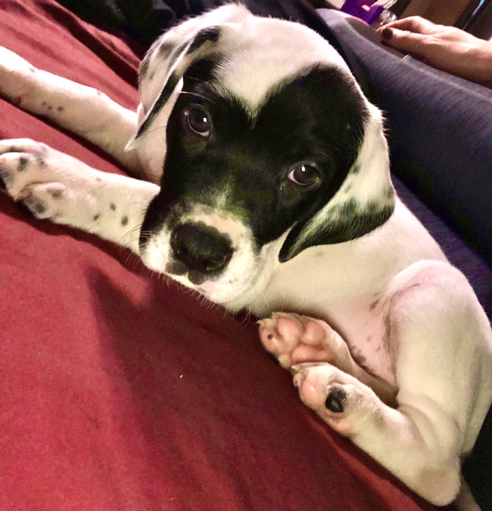 Handsome black and white puppy Toby laying on red bedspread